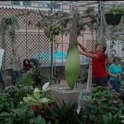 NCStateCALS Live Stream Corpse Flower Titan Arum