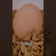 Mealworms Vs BOILED EGG