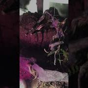 How To Make Stop Motion Stopmotion Woodenhoursestudio Forest Forest Jungel Animation