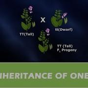 INHERITANCE OF ONE GENE