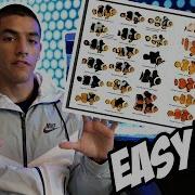 EASIEST Way To Pair Clownfish High Success Rate