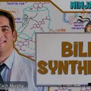 Gastrointestinal Bile Synthesis
