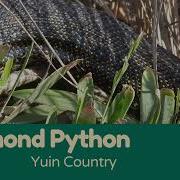 Diamond Python Sheds Its Skin Up Close On The Beach