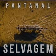 PANTANAL O Documentário Que Revela A Brutalidade Da Natureza