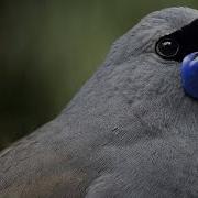 The World S Most Beautiful Bird Songs Part One