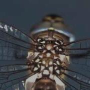 Investigating The Secrets Of Dragonfly Flight