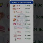 Number Of Bones In Human Body Part General Knowledge Static GK 2024