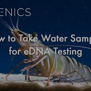 How To Take Water Samples For EDNA Testing