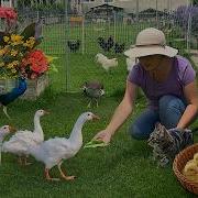 Finding Peace Beauty In My Organic Sanctuary Blooming Gardens Animal Family Slow Country Life