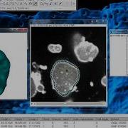 Tutorial LimeSeg 2 Segmentation Refinement