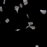 White Petals Falling Black Screen Free Download Rose Overlay