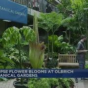 Olbrich Gardens Sees Corpse Flower Bloom For Second Year In A Row
