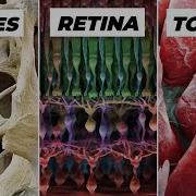 Objects Under Electron Microscope Part 2