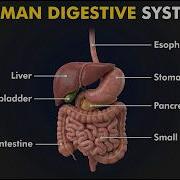 Human Digestive System Anatomy And Physiology 3d Animation