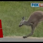Kangaroo On The Loose On A Alabama Highway