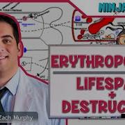Hematology Erythropoiesis Lifespan Destruction Part 2