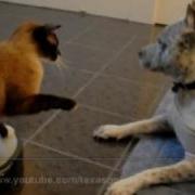 Cat On Roomba Swats Dog PitBull Sharky Cat VS Dog I TexasGirly1979