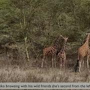Kiko S Wild Journey Update Sheldrick Trust