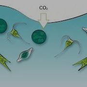 Phytoplankton In The Ocean The Degradation Of Glycolic Acid