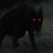 PREDATOR Super Slowed