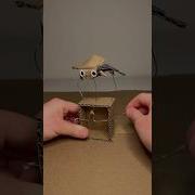 I Made A Mechanical Silly Beetle From Cardboard
