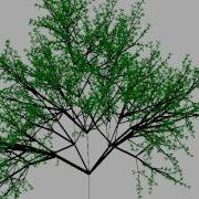 Fractal Tree Generation