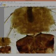 Live EDF Function In ImageFocus Alpha