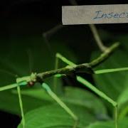 Fieldwork In The Peruvian Amazon Insects