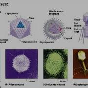 BIOL3530 Immune Responses S20 Part 1