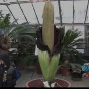 Smelly Attraction At Cornell University Titan Arum Plant