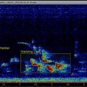 Sample S2L 1 Min Spectrogram With Bird Calls Labeled