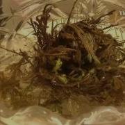 Time Lapse Video Of A Rose Of Jericho Or Resurrection Flower Opening Shot Over A Period Of Three