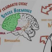 PTSD And The Brain