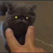 Destroy Everything Metal Cats Music Video Hatebreed