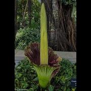 Amorphophallus Titanum Leaf Development Corpse Flower