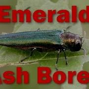 Emerald Ash Borer Family Plot