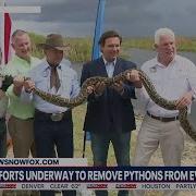 DeSantis Begins 2021 Python Hunt Contest To Eradicate Invasive Species