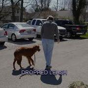 Acme Canine Public Access Test For Service Dogs