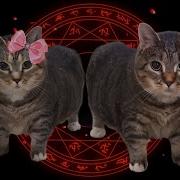 OIIAOIIA CAT X AFTER DARK