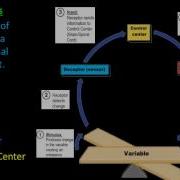 Homeostasis Feedback Mechanisms