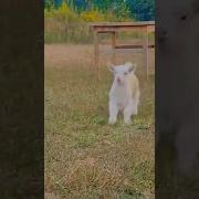 Little Lambs Jumping Lamb Jumping Shortsfeed Funny Animals