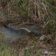Gator BODY SLAMS Devours Python In Florida Everglades