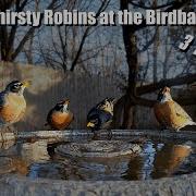 Early Birds Get The Birdbath 3 Hours Of Nonstop Relaxing Robins 4K