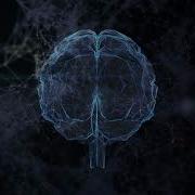 Plexus Brain 06