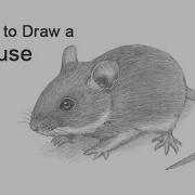 How To Draw A Mouse