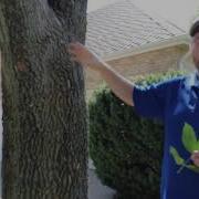 Emerald Ash Borer Treatments