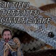 Rosy Boa The Best Pet Snake