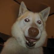 Top 5 Dog Bite