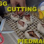 Ball Python Egg Cutting OD YB Banana Leopard Pieds