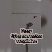 Flying Cockroaches Compilation Ipis Epicfails Goodvibes 2024 Antistress Funnyvideo 2025
